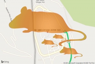 לוכד חולדה במשגב עם - לוכד חולדות ועכברים במשגב עם