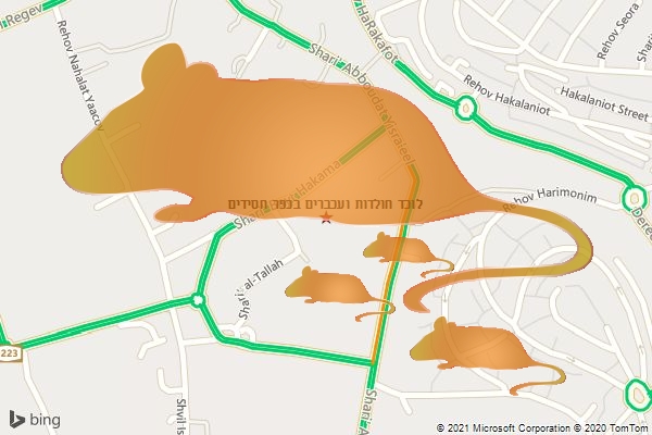 לוכד חולדות ועכברים בכפר חסידים