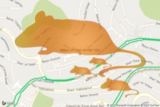 לוכד חולדה בעצמון - לוכד חולדות ועכברים בעצמון