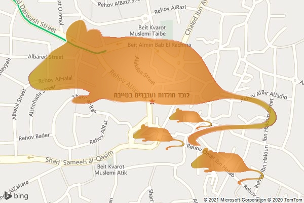 לוכד חולדות ועכברים בטייבה