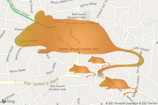לוכד חולדה בטייבה - לוכד חולדות ועכברים בטייבה