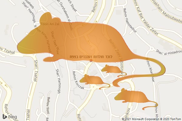 לוכד חולדות ועכברים בצפת