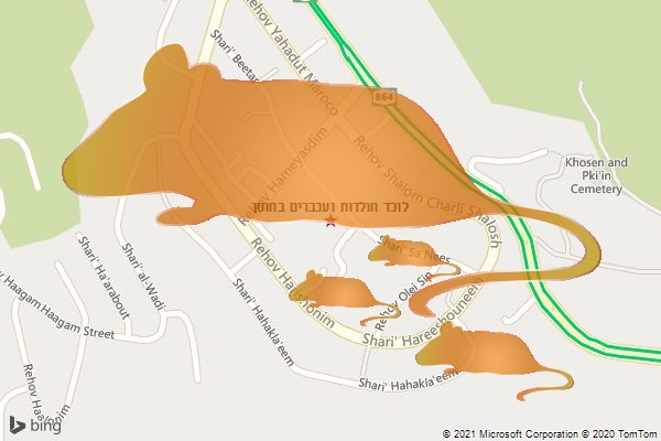 לוכד חולדות ועכברים בחוסן