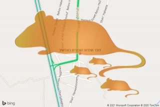 לוכד חולדה באלישיב - לוכד חולדות ועכברים באלישיב