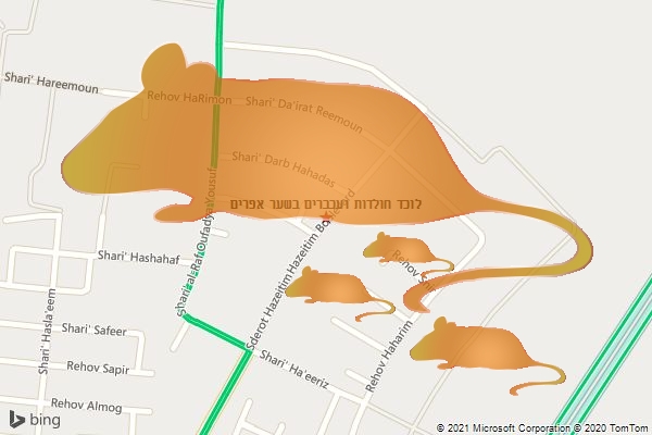 לוכד חולדות ועכברים בשער אפרים