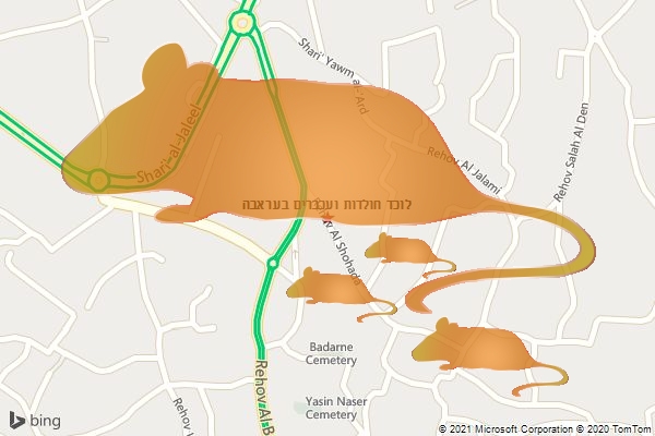לוכד חולדות ועכברים בעראבה