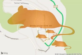 לוכד חולדה בצפרירים - לוכד חולדות ועכברים בצפרירים