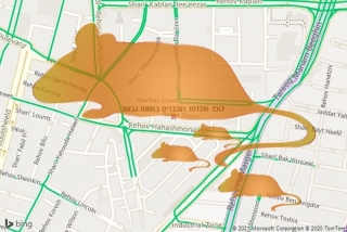 לוכד חולדה במחנה גבעון - לוכד חולדות ועכברים במחנה גבעון
