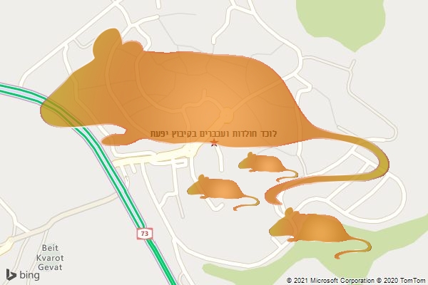 לוכד חולדות ועכברים בקיבוץ יפעת
