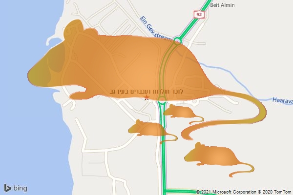לוכד חולדות ועכברים בעין גב