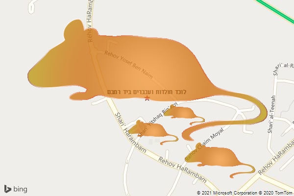 לוכד חולדות ועכברים ביד רמבם