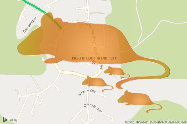 לוכד חולדות ועכברים בעופר