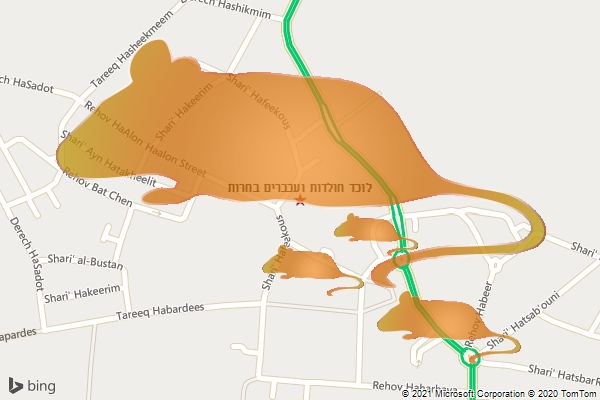 לוכד חולדות ועכברים בחרות