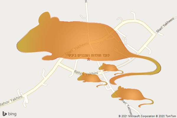 לוכד חולדות ועכברים ביכיני
