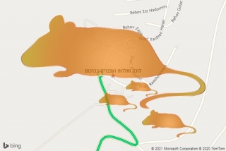 לוכד חולדה בכרכום - לוכד חולדות ועכברים בכרכום