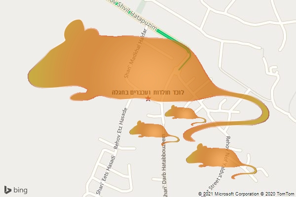 לוכד חולדות ועכברים בחגלה