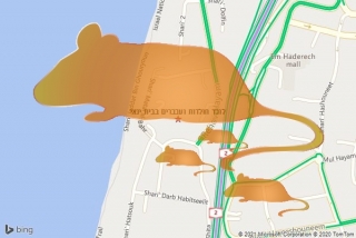 לוכד חולדה בבית ינאי - לוכד חולדות ועכברים בבית ינאי