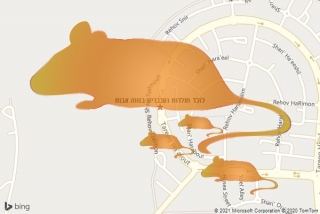 לוכד חולדה בנווה אבות - לוכד חולדות ועכברים בנווה אבות