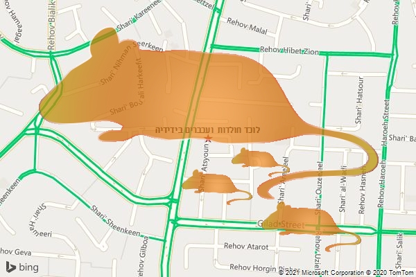 לוכד חולדות ועכברים בידידיה