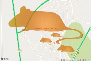 לוכד חולדה במלכיה - לוכד חולדות ועכברים במלכיה