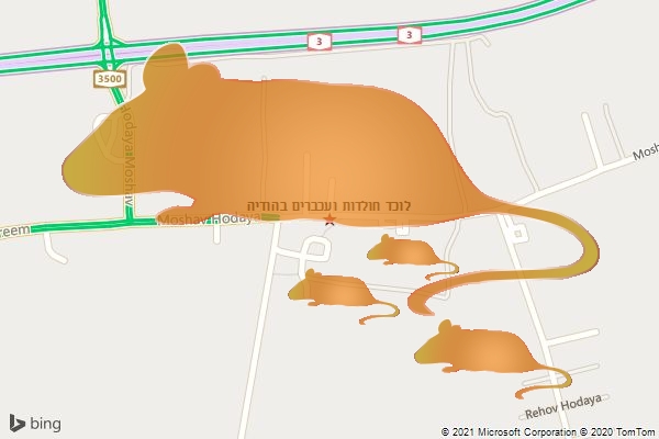 לוכד חולדות ועכברים בהודיה