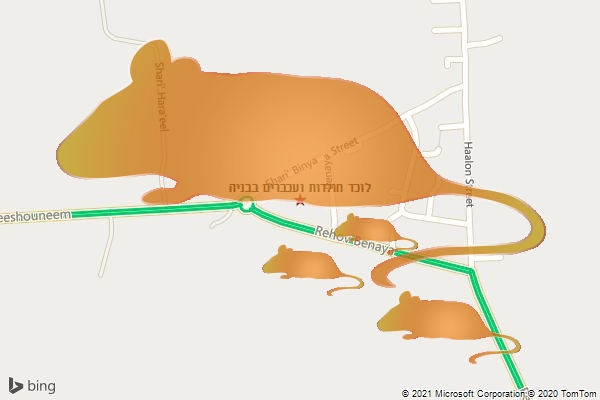 לוכד חולדות ועכברים בבניה
