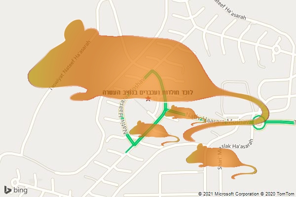 לוכד חולדות ועכברים בנתיב העשרה