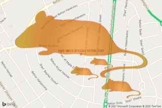 לוכד חולדה בראש העין - לוכד חולדות ועכברים בראש העין