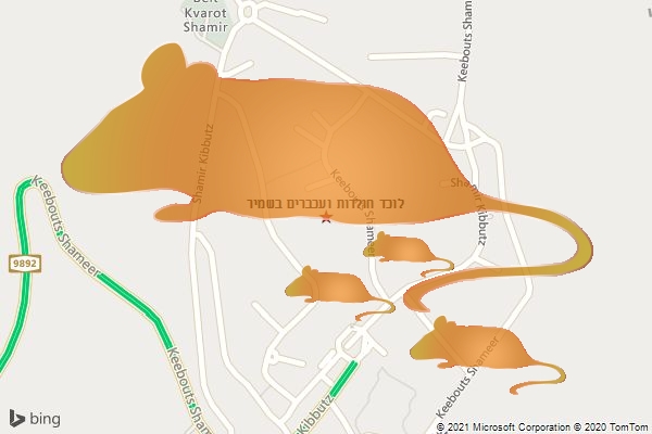 לוכד חולדות ועכברים בשמיר