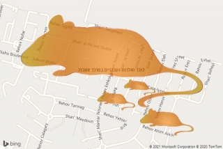 לוכד חולדה במרכז אשכול - לוכד חולדות ועכברים במרכז אשכול