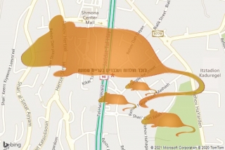 לוכד חולדה בקריית שמונה - לוכד חולדות ועכברים בקריית שמונה