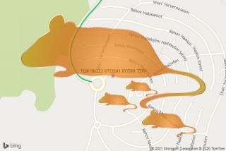 לוכד חולדה בגבעת אבני - לוכד חולדות ועכברים בגבעת אבני