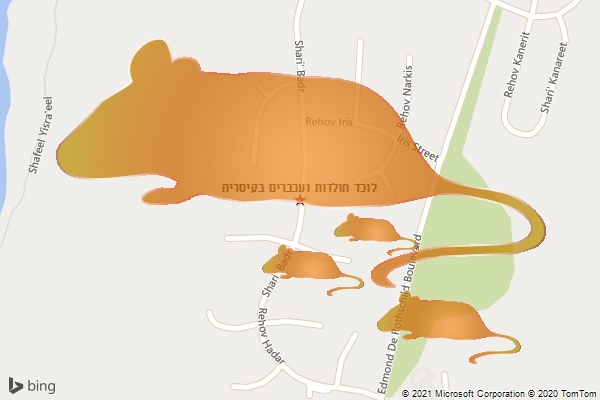 לוכד חולדות ועכברים בקיסריה