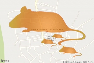  בכאוכב אל היג׳א - לוכד חולדות ועכברים בכאוכב אל היג׳א