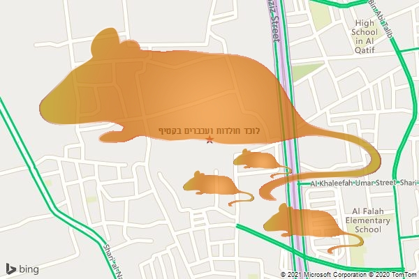 לוכד חולדות ועכברים בקטיף