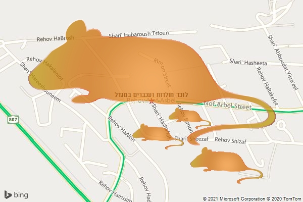 לוכד חולדות ועכברים במגדל