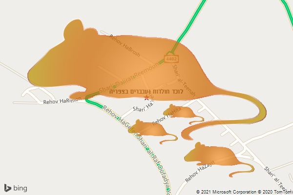 לוכד חולדות ועכברים בצפריה