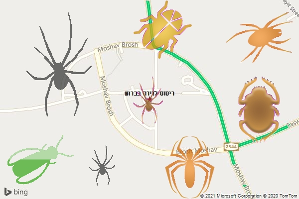ריסוס לדירה בברוש