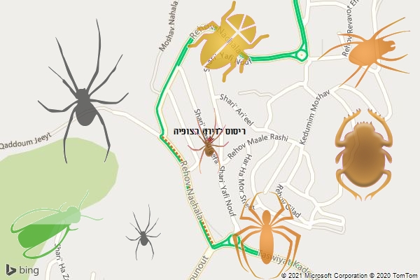 ריסוס לדירה בצופיה