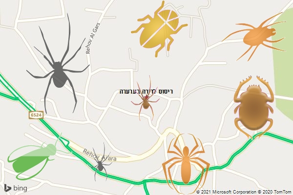 ריסוס לדירה בערערה