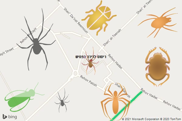 ריסוס לדירה בפטיש