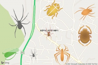 שירות ריסוס בעיילבון - ריסוס לדירה בעיילבון