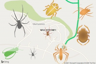 שירות ריסוס בגלעד - ריסוס לדירה בגלעד