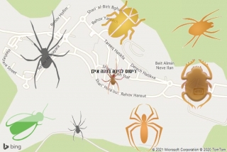 שירות ריסוס בנווה אילן - ריסוס לדירה בנווה אילן